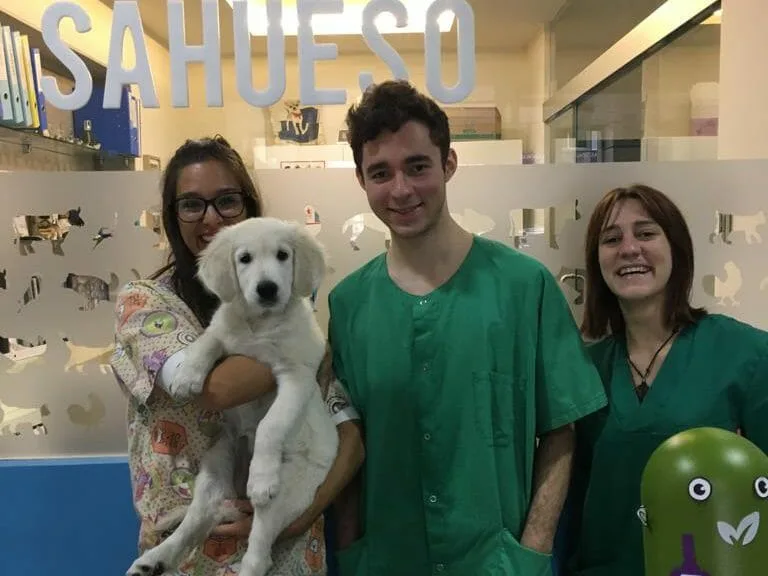Vet Work Experience Abroad Placement