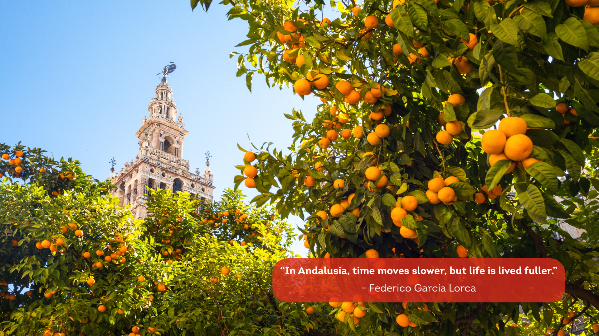 Orange trees with a tall historic building in the background