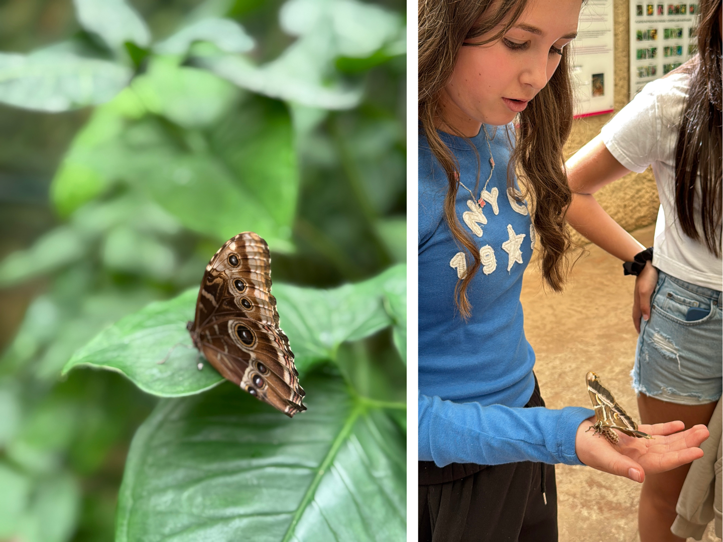 Two images from the Benalmadena butterfly park from a school trip to Andalusia