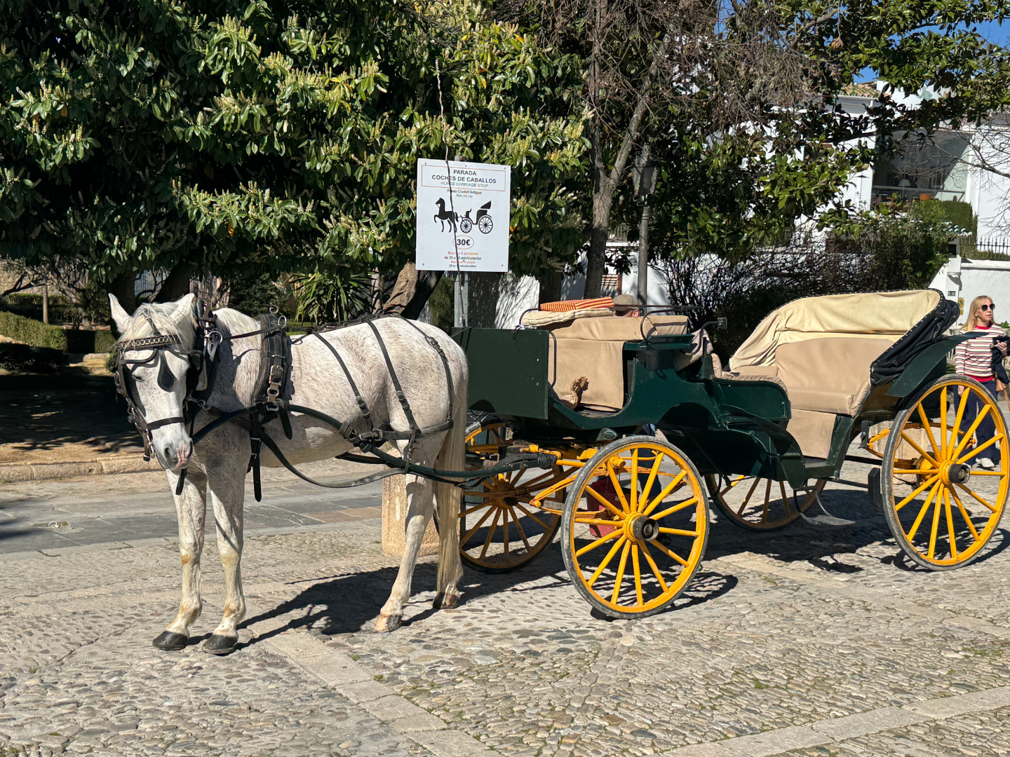A donkey on a school trip to Andalusia