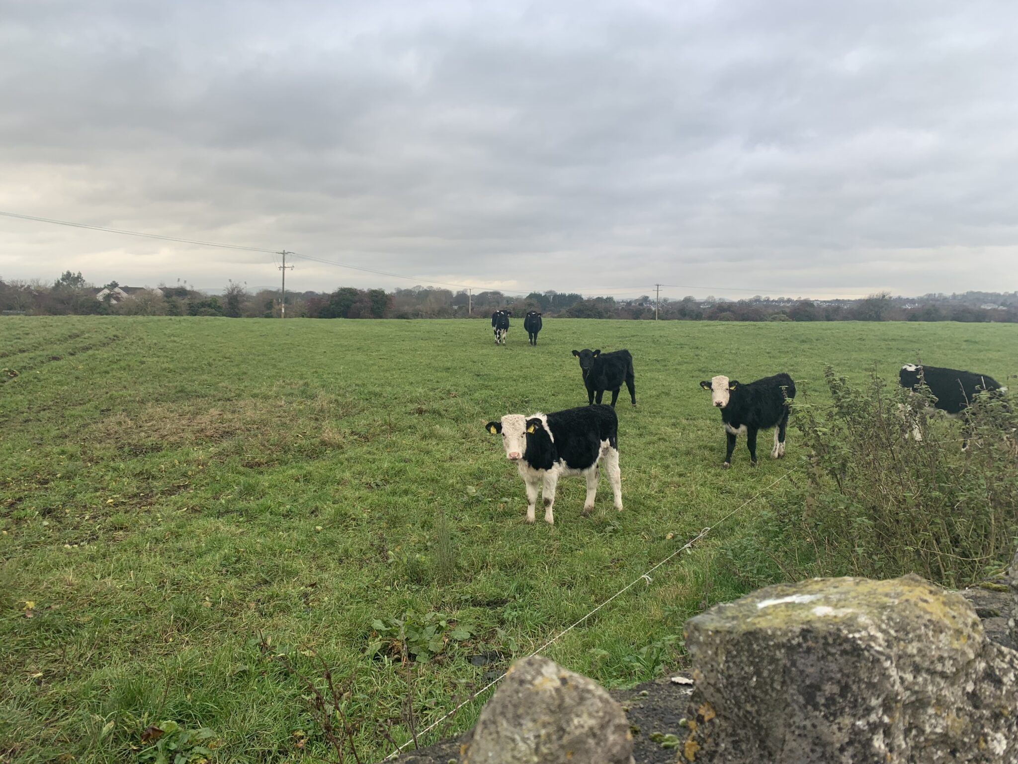 The Best Decision I Ever Made: Studying Abroad at 15