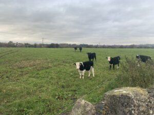 Thurles, Ireland, where Diana studied abroad.