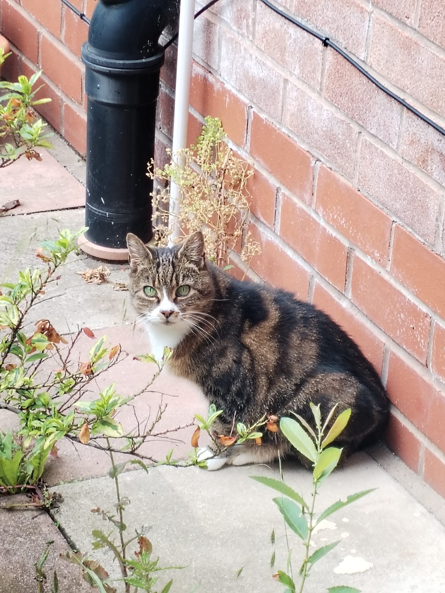 Hélène Gvozden's cat, Kitty.